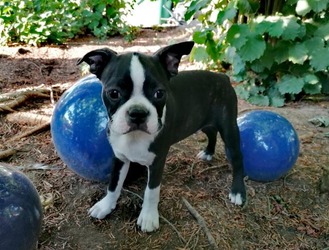 Boston Terrier mit Ahnentafel  - Hunde - Mallersdorf-Pfaffenberg