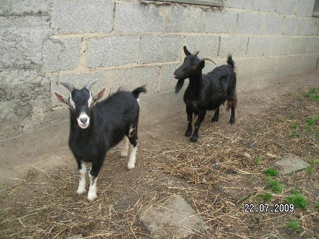 Zwei zwergziegen suchen neues zuhause - Nutztiere - Pohlheim Grüningen