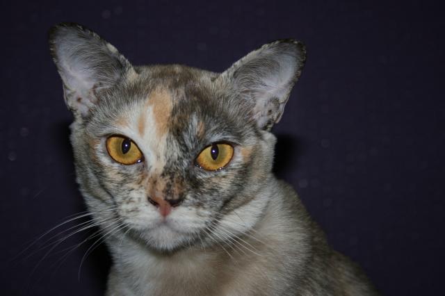 Burmamädchen abzugeben - Katzen - Ludwigshafen am Rhein
