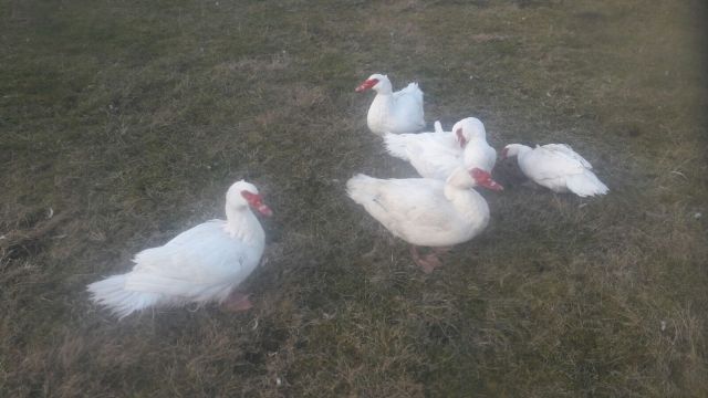 Warzenenten zu veräussern - Voegel - Apolda