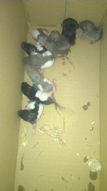 9 Ratten abzugeben - Ratten - greiz