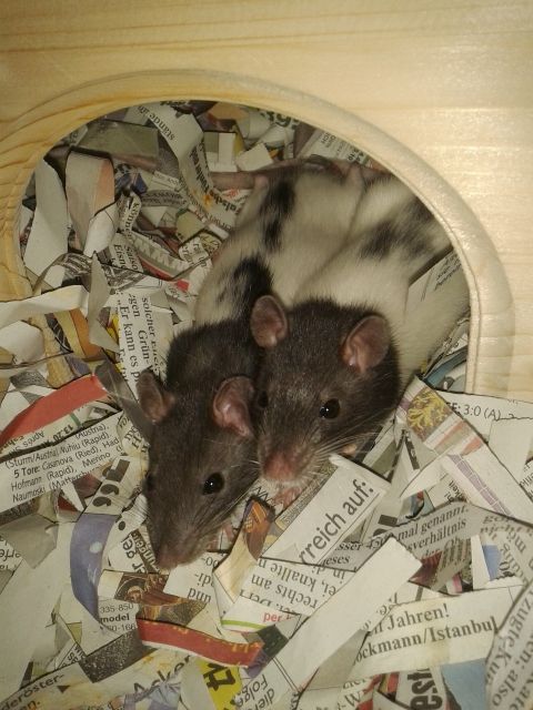 BIJOU und KIMCHI  beide ca. 10 Wo. alt  suchen eine neue Bleibe - Ratten - Wien
