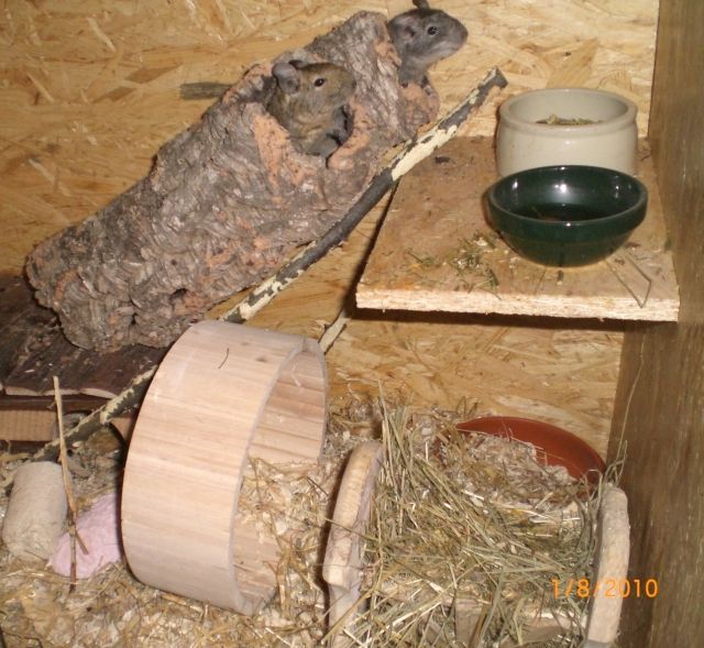 2 liebenswerte Degumänner suchen neuen Wirkungskreis :  - Sonst Nagetiere - Lauenburg