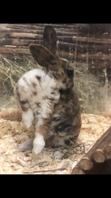 Abgabe Kaninchen  - Hasen Kaninchen - Kempen 