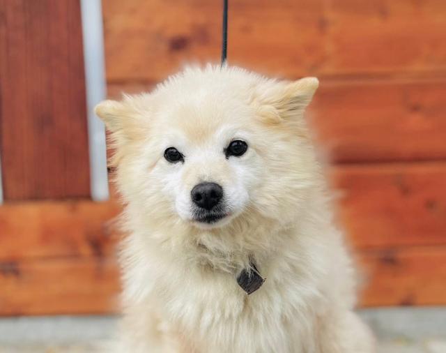 Ziggy sucht ein ruhiges Zuhause - Hunde - Nova Bana