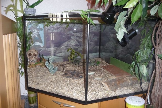 Fünfeck-Auqarium/Terrarium NEU 2 Lampen mit Halterung - Terrarien - Saarwellingen