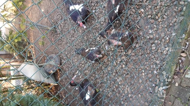 Warzen Enten Braun wildfarbig - Haustiere - Baden-Württemberg - Göggingen