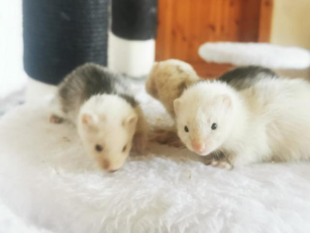 Frettchen Welpen verschiedene Farben und Felllängen  - Frettchen - Griebenow