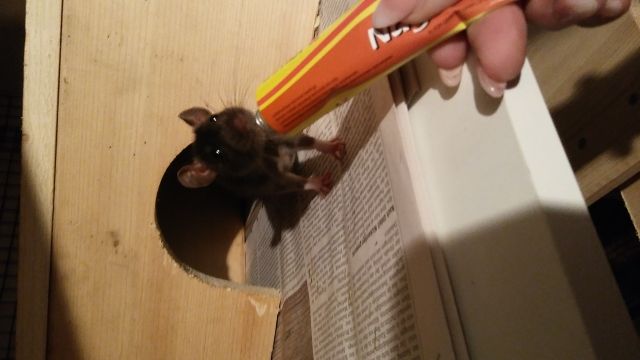 2 rattenmädchen suchen dringend ein neues zu Hause - Nagetiere Allgemein - Heidelberg