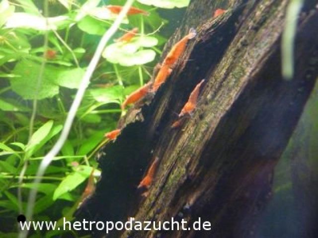 Red FireSakura Garnelen - Fische - Neustadt