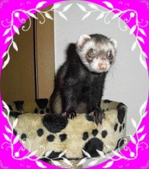 Kleintierhilfe-vom-Deich hat wieder Plätze frei.. - Tiere In Not - Norddeich