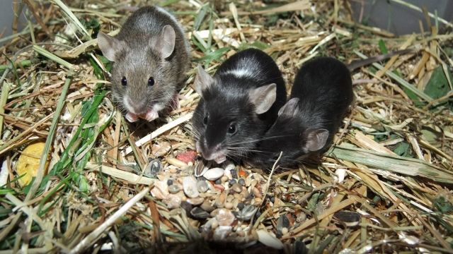 Farbmäuse - die bunte Verwandte unserer  Hausmaus   Mus musculus   - Maeuse - Weil im Schönbuch