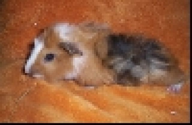 4 süße Rosettenmeerschweinbabys - Meerschweinchen - Berlin