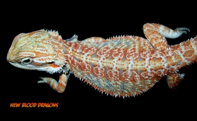 Bartagamen, tolle Farben 100% Hypo. NZ und Adult - Reptilien - Mönchengladbach