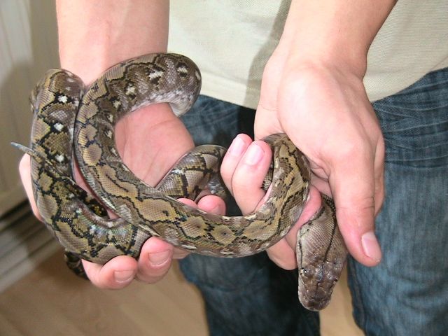 Seltener Zwergretic / Jampea / Kayuadi abzugeben - Reptilien - Delitzsch