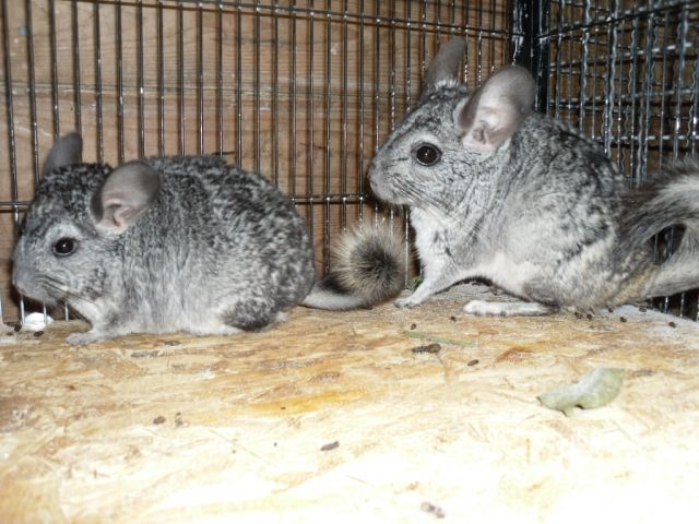 Chinchillas - Nagetiere Allgemein - Tönning