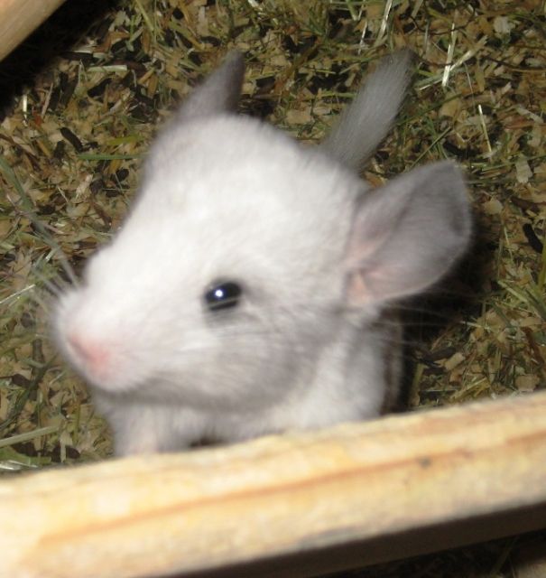 2 kleine süße Chinchillas suchen ein neues zuhause  standard grau, weiß grau  - Nagetiere Allgemein - Singen
