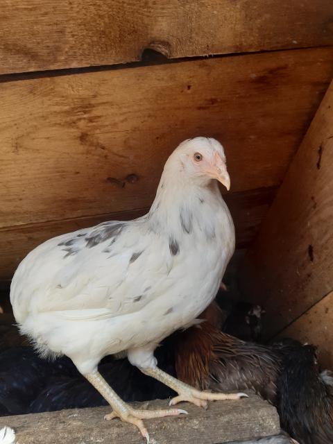 Araucana grünleger Hühner Zwergform mit und ohne Bart abzugeben schutzgeimpft un - Sonstige Nutztiere - Bayern - Vöhringen