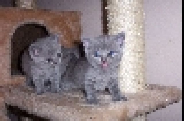 Britenbärchen abzugeben - Katzen - Wiesbaden