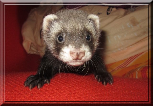 Frettchenwelpen suchen neuen Wirkungskreis - Frettchen - Freiburg