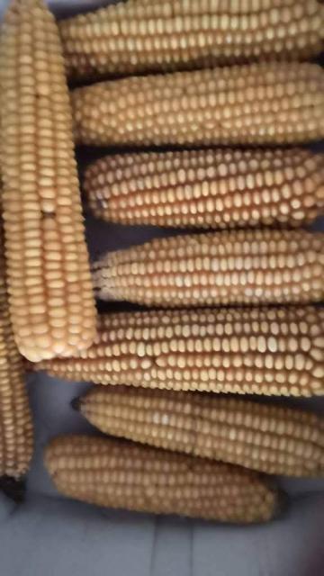 Maiskolben - Nagetiere Allgemein - Egglkofen