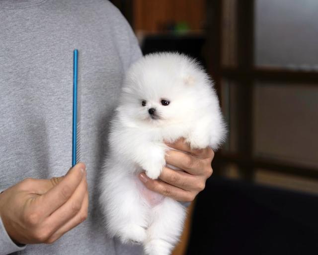 Reinrassige Pomeranian-Spitz-Welpen - Haustiere - Düsseldorf