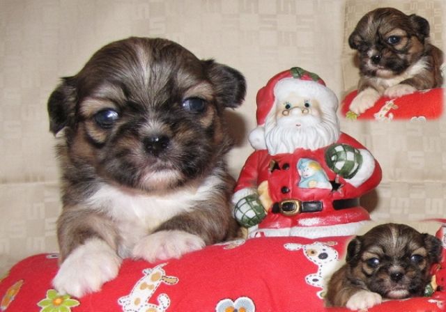 Shih Tzu mit Papieren - Hunde - feldatal