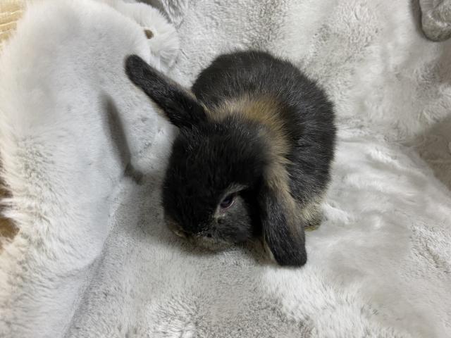 Zwergwidder NHD Minilop  - Hasen Kaninchen - Bauda bei Großenhain 