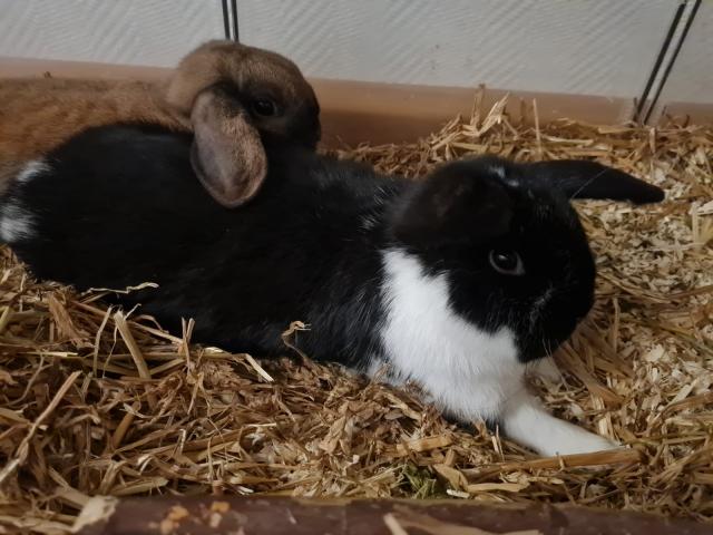 Süße Zwergwidder weiblich abzugeben  - Hasen Kaninchen -  Roetgen