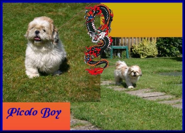 Shih tzu Rüde  - Hunde - Vrees