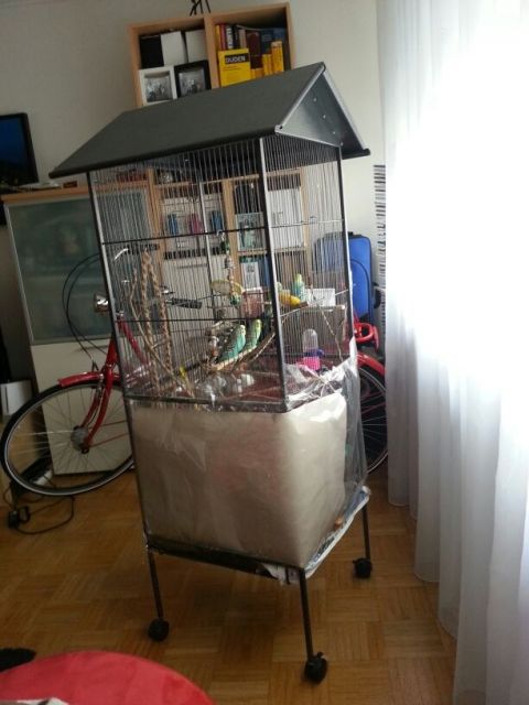 Wellensittich-Pärchen mit 2 Jungtieren inkl. Käfig und Zubehör - Voegel - Kelsterbach