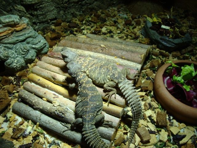 Uromastyx ocellata - geschmückte Dornschwanzagame - Reptilien - München