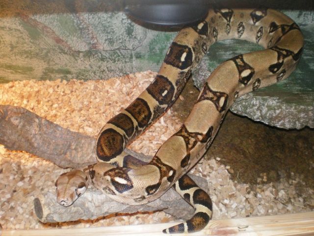 boa constrictor imperator voucher boa constrictor imperator voucher