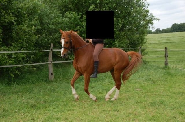 Liebes Familienpferd - Pferde - Mülheim an der Ruhr