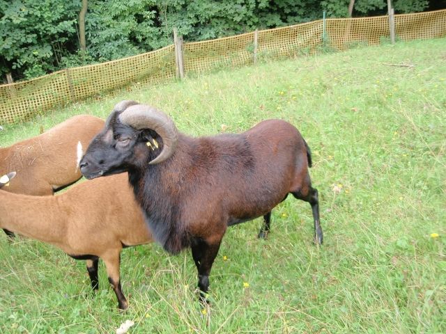 Kamerunschafbock - Nutztiere - Trusetal