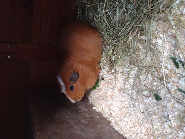 Meerschweinchen  - Meerschweinchen - Stadecken-Elsheim 