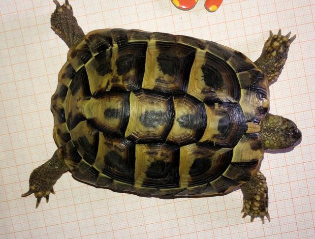 Griechische Landschildkröten - Reptilien - Boos