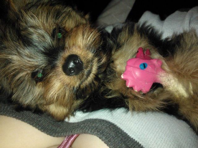 Kleiner Rabauke in liebevolle Hände abzugeben - Hunde - Binswangen