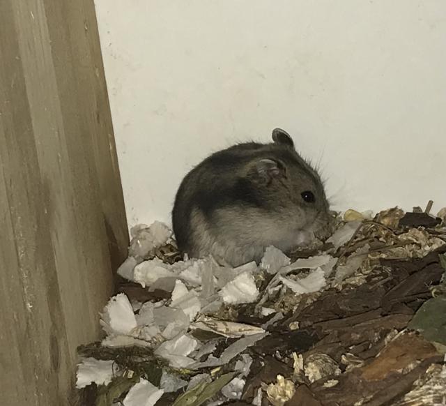  Dsungarische Zwerghamsterbabys - Hamster - Staufenberg