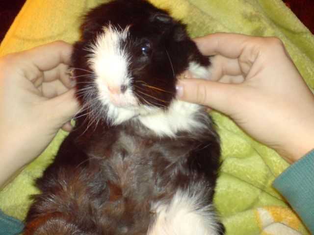 Einsamer Manni - Meerschweinchen - Graz