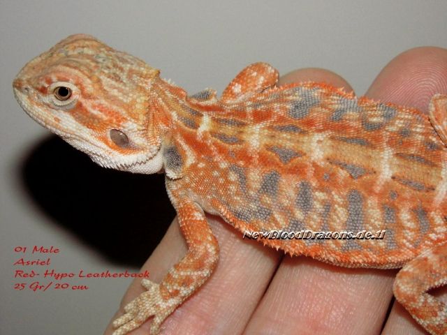 Bartagamen , in tollen Farben , Handzahm , verschiedene Genetiken - Reptilien - mönchengladbach