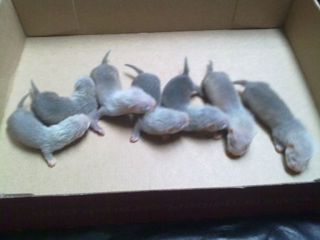 Süße Frettchenwelpen abzugeben - Frettchen - Kleve