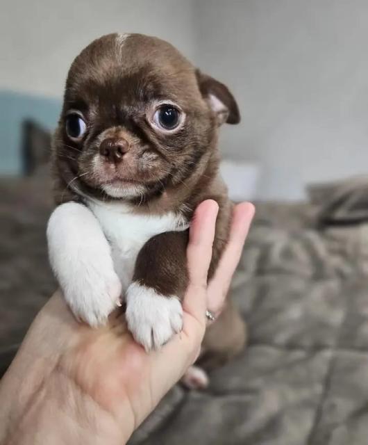 Chihuahua-Welpe für Ihre Familie - Hunde - Berlin