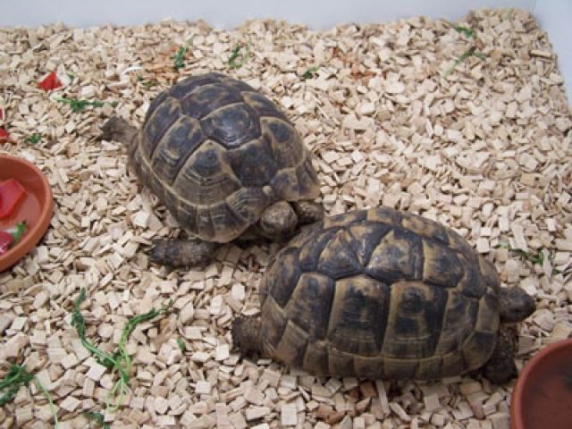 2 Maurische Landschildkröten abzugeben - Reptilien - Diedorf