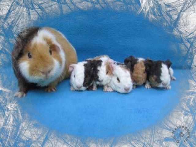 US Teddy Meerschweinchen in schoko-buff-weiß - Meerschweinchen - Teutschenthal