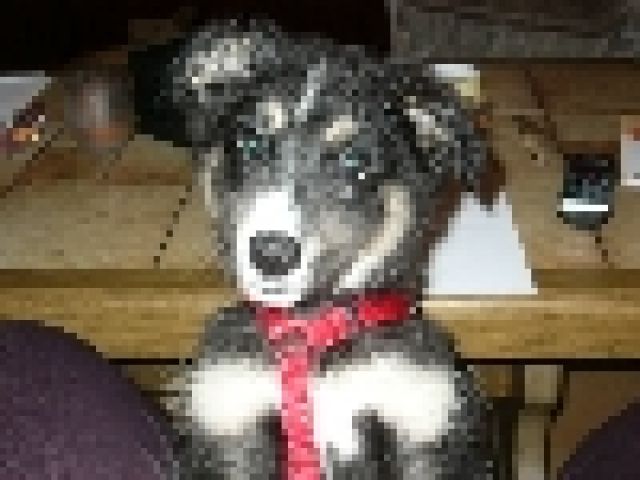 Mischlingshündin - Hunde - Bayerisch Gmain