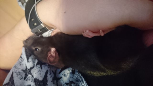 Farbrattenmädels 9 monate - Ratten - Ellerstadt