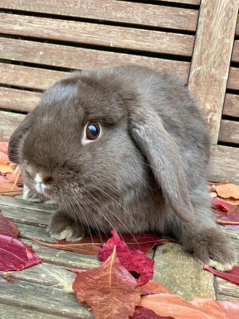 Hasen Kaninchen Kleinanzeigen Hasen Kaninchen Annoncen Hasen