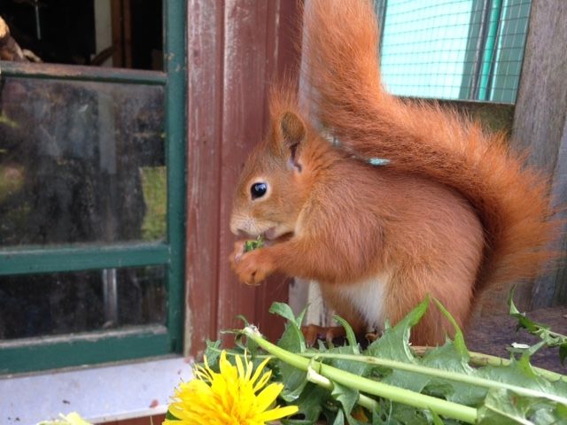 Eichhörnchen aus genehmigter Handaufzucht abzugeben - Nagetiere Allgemein - Neuhaus OT Limbach