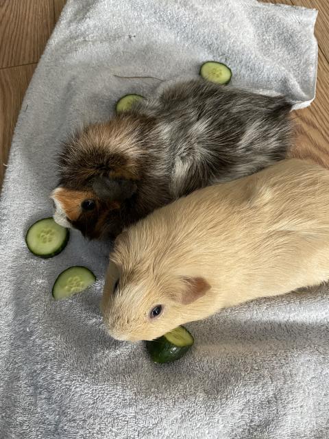 Meerschweinchen zu vergeben  - Meerschweinchen - Konz